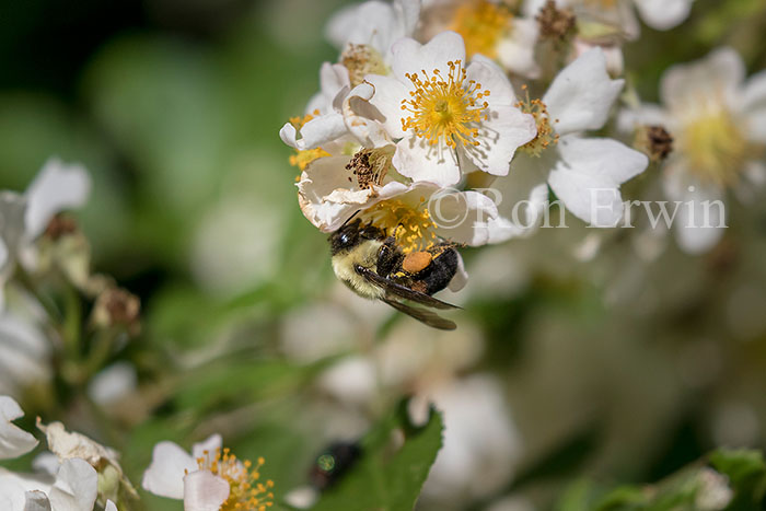 Brown-belted Bumble Bee