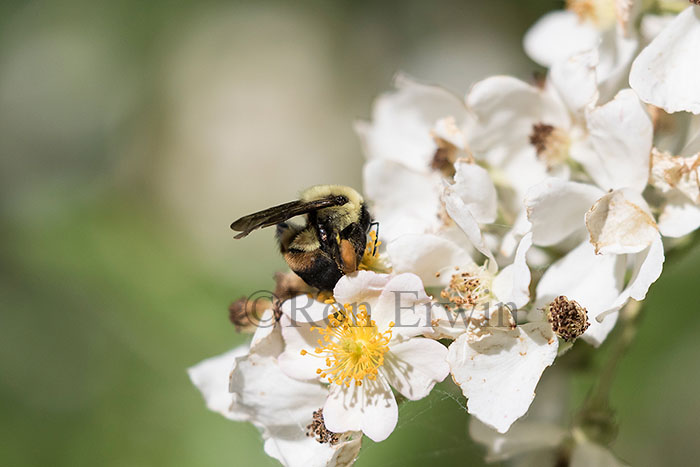 Brown-belted Bumble Bee