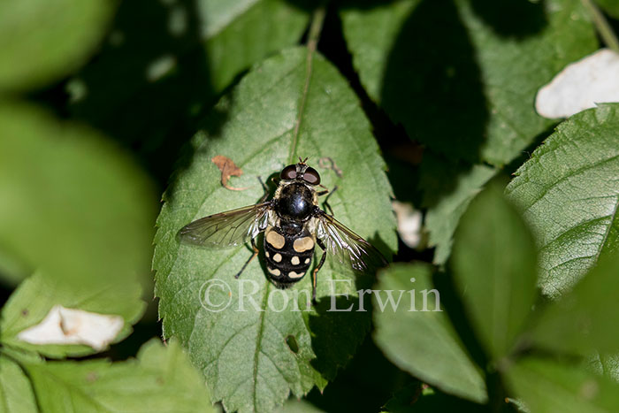 Hover Fly