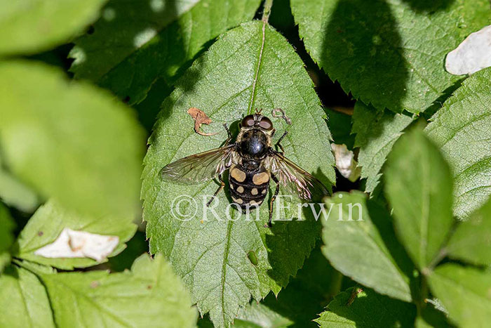Hover Fly