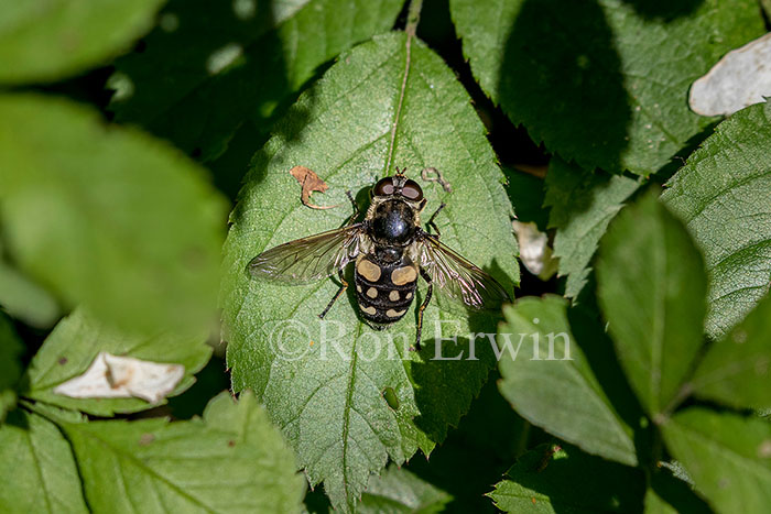 Hover Fly