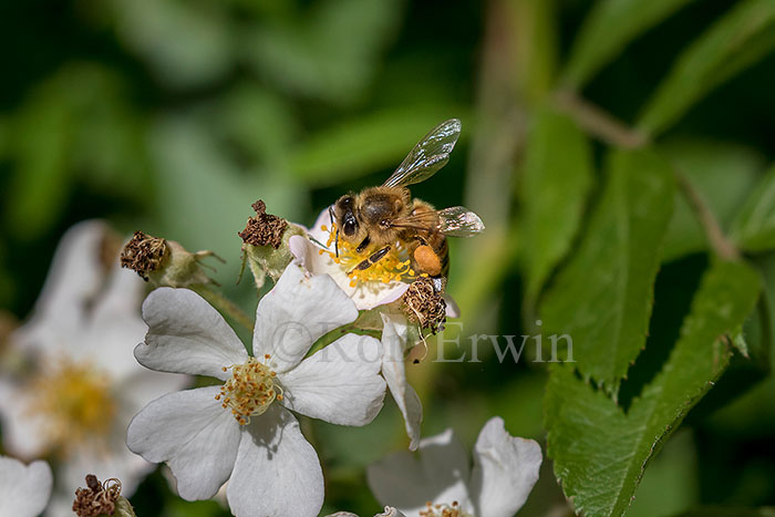 Honey Bee