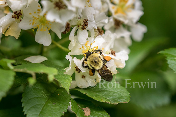 Brown-belted Bumble Bee