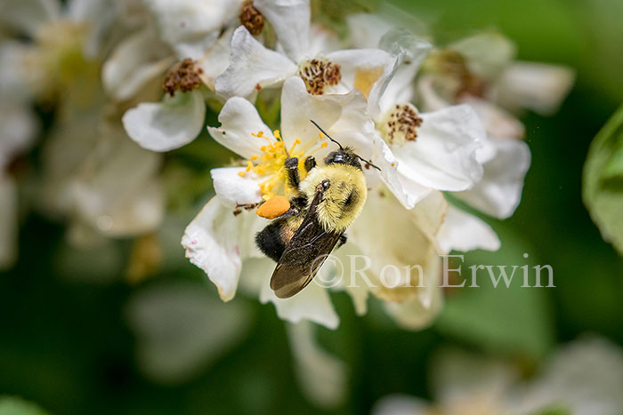 Brown-belted Bumble Bee