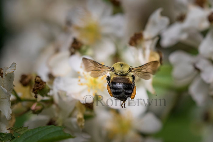 Brown-belted Bumble Bee