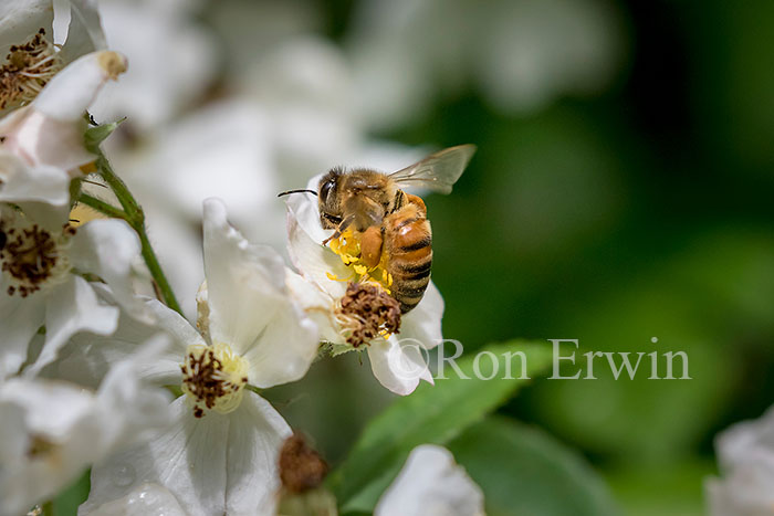Honey Bee