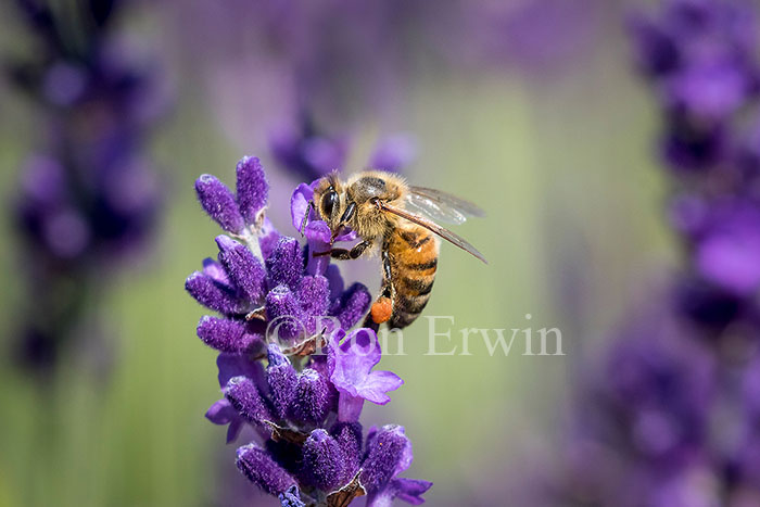 Honey Bee on Lavender