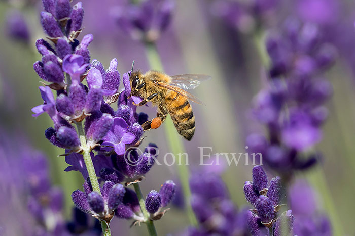 Honey Bee on Lavender