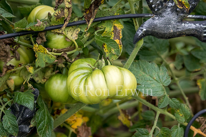 Heritage Tomatoes