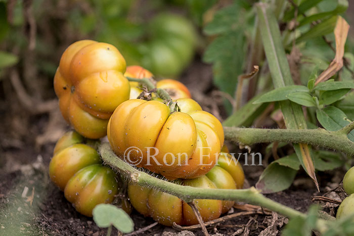Heritage Tomatoes