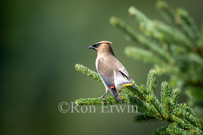 Cedar Waxwing