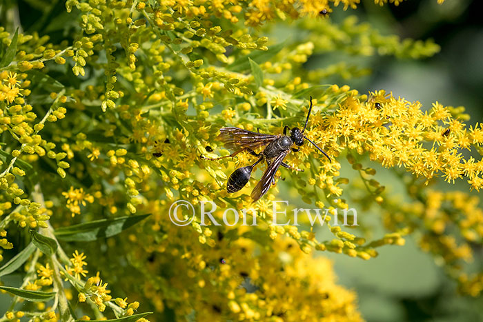 Wasp on Goldenrod