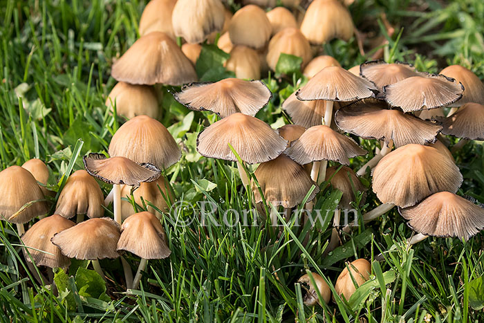 Mushrooms