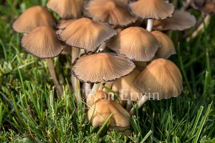Mushrooms