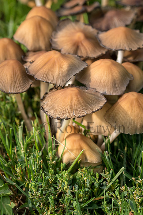 Mushrooms
