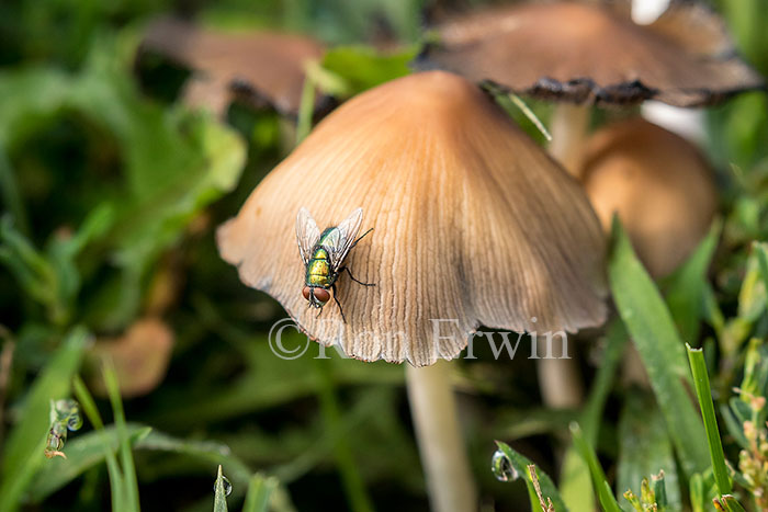 Mushrooms