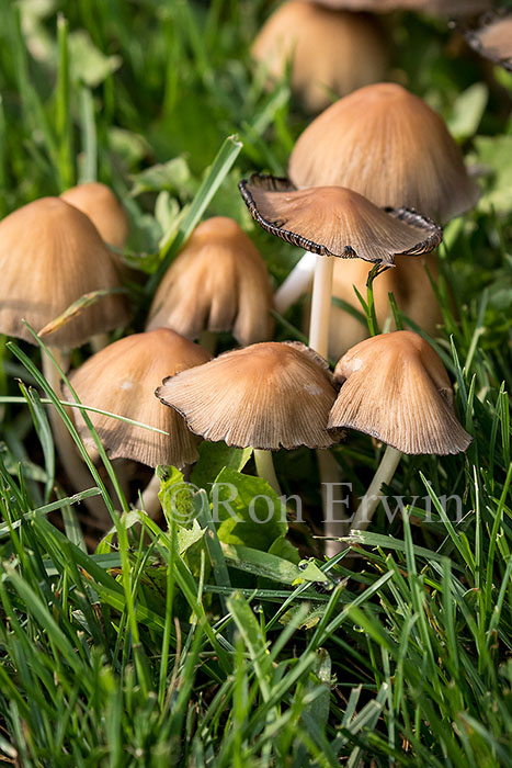 Mushrooms
