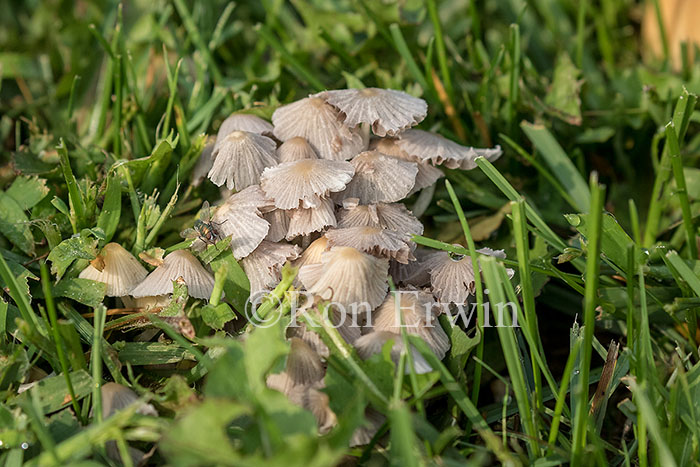 Mushrooms