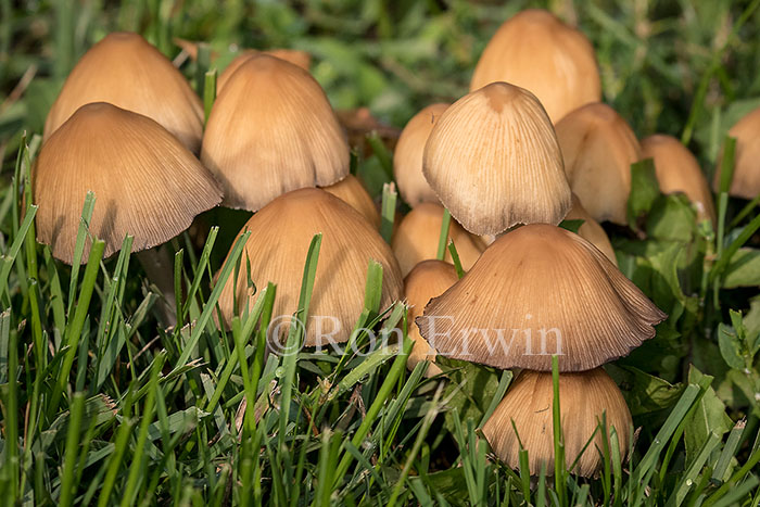 Mushrooms