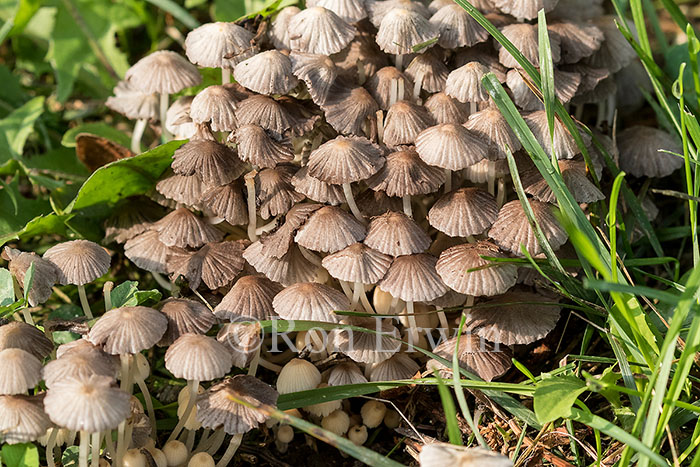 Mushrooms
