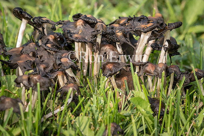 Mushrooms