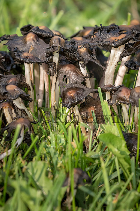 Mushrooms