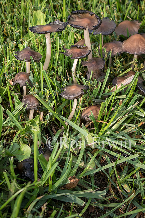 Mushrooms