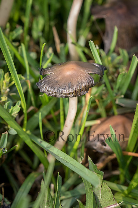 Mushrooms