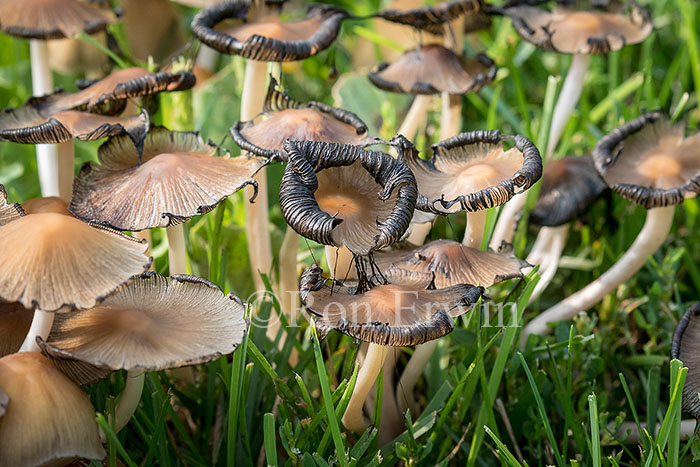 Mushrooms