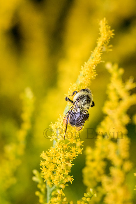 Common Eastern Bumble Bee