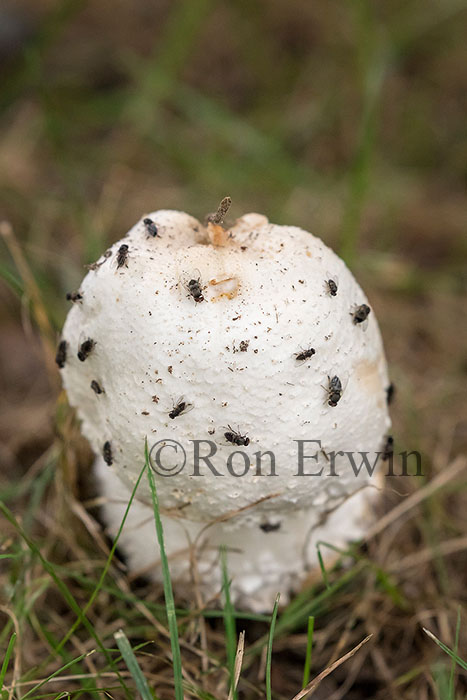 Meadow Mushroom