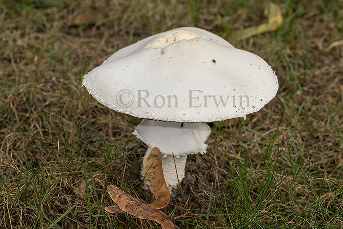 Meadow Mushroom