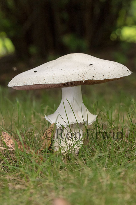 Meadow Mushroom