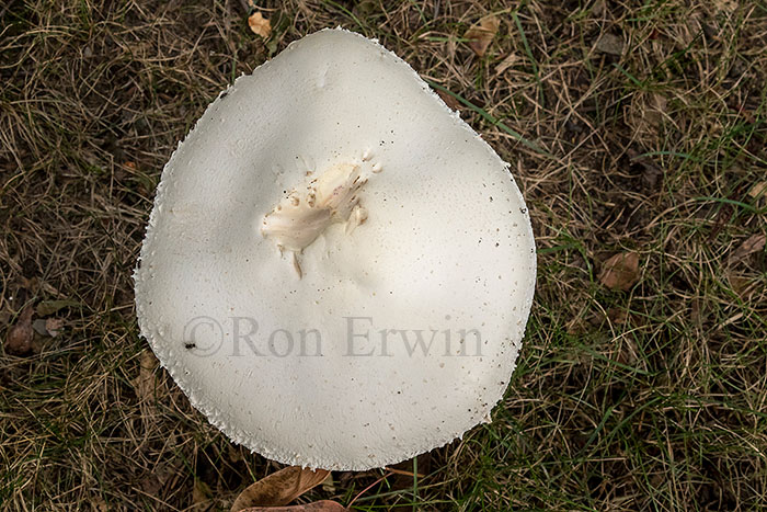 Meadow Mushroom