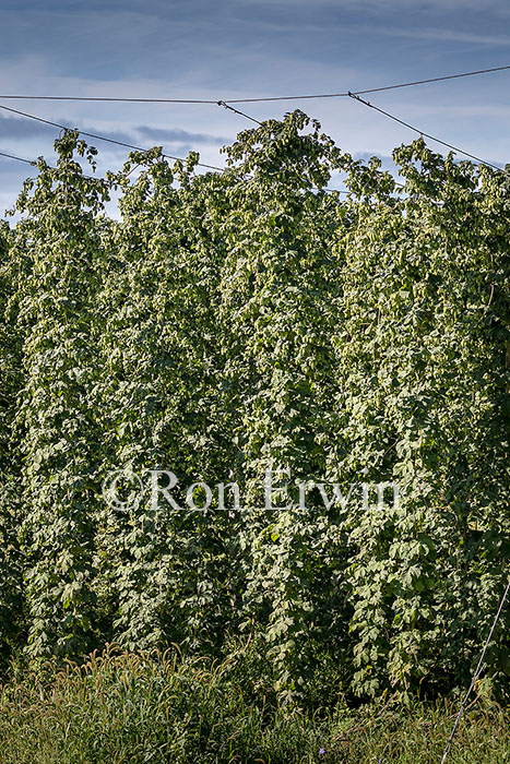 Hops Growing in Ontario