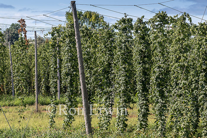 Hops Growing in Ontario