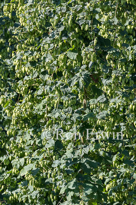 Hops Growing in Ontario