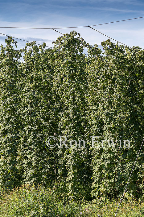 Hops Growing in Ontario