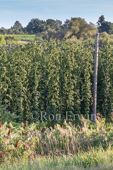 Hops Growing in Ontario