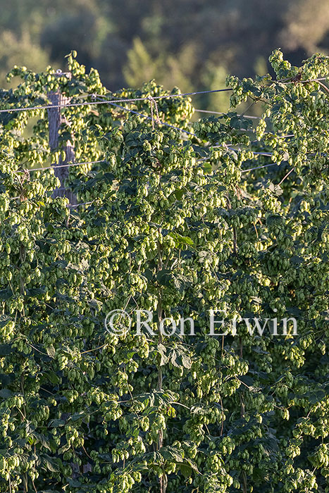 Hops Growing in Ontario