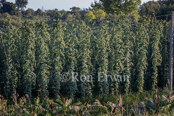 Hops Growing in Ontario