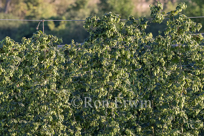 Hops Growing in Ontario