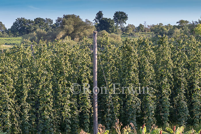 Hops Growing in Ontario