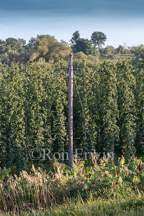 Hops Growing in Ontario