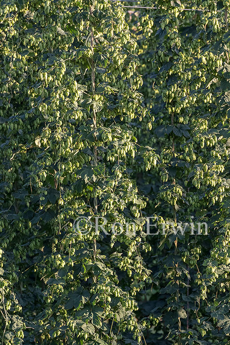 Hops Growing in Ontario