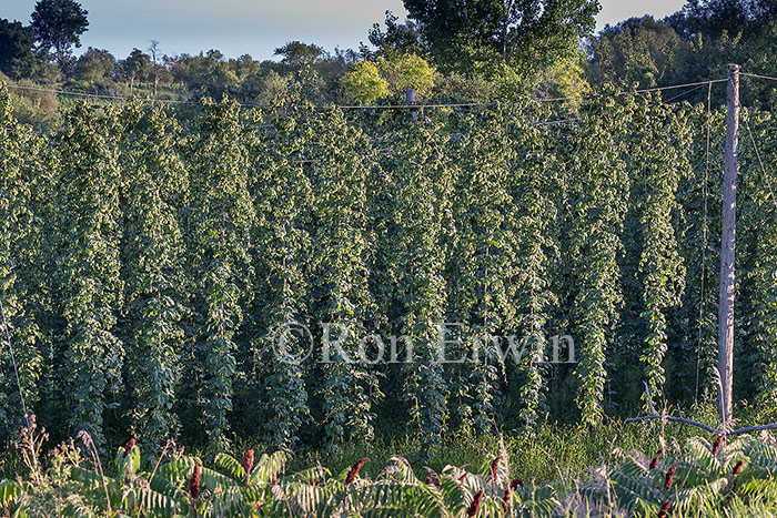 Hops Growing in Ontario