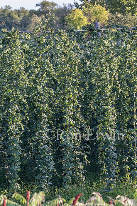 Hops Growing in Ontario