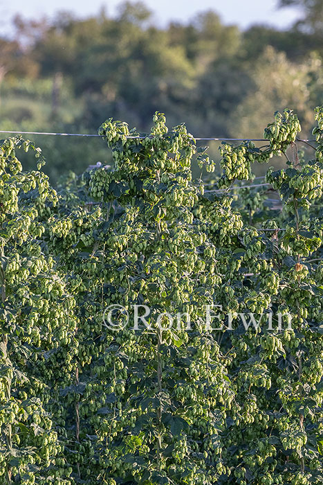 Hops Growing in Ontario