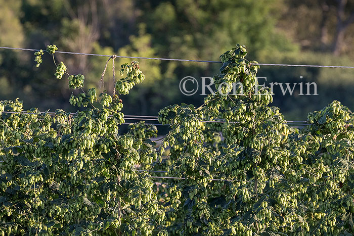 Hops Growing in Ontario