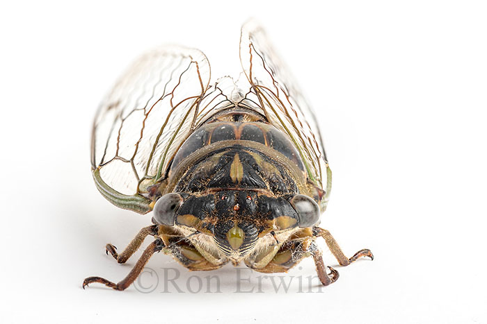 Dog-day Cicada or Heatbug